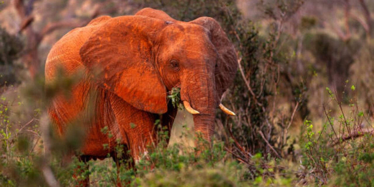 Tsavo National Park