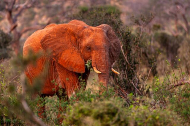 Tsavo National Park