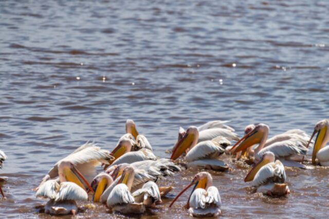Discover Nakuru