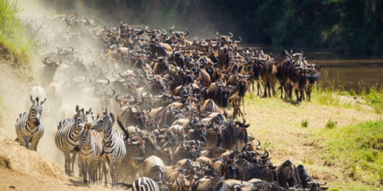 Kingdom of the Wild – Maasai Mara