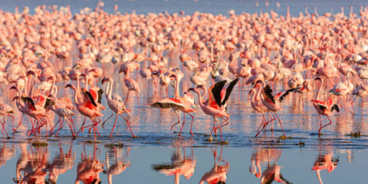Flamingo Shores of Lake Nakuru