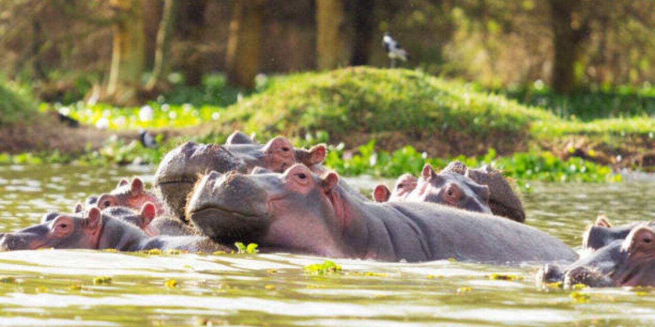 Serene Moments at Lake Naivasha