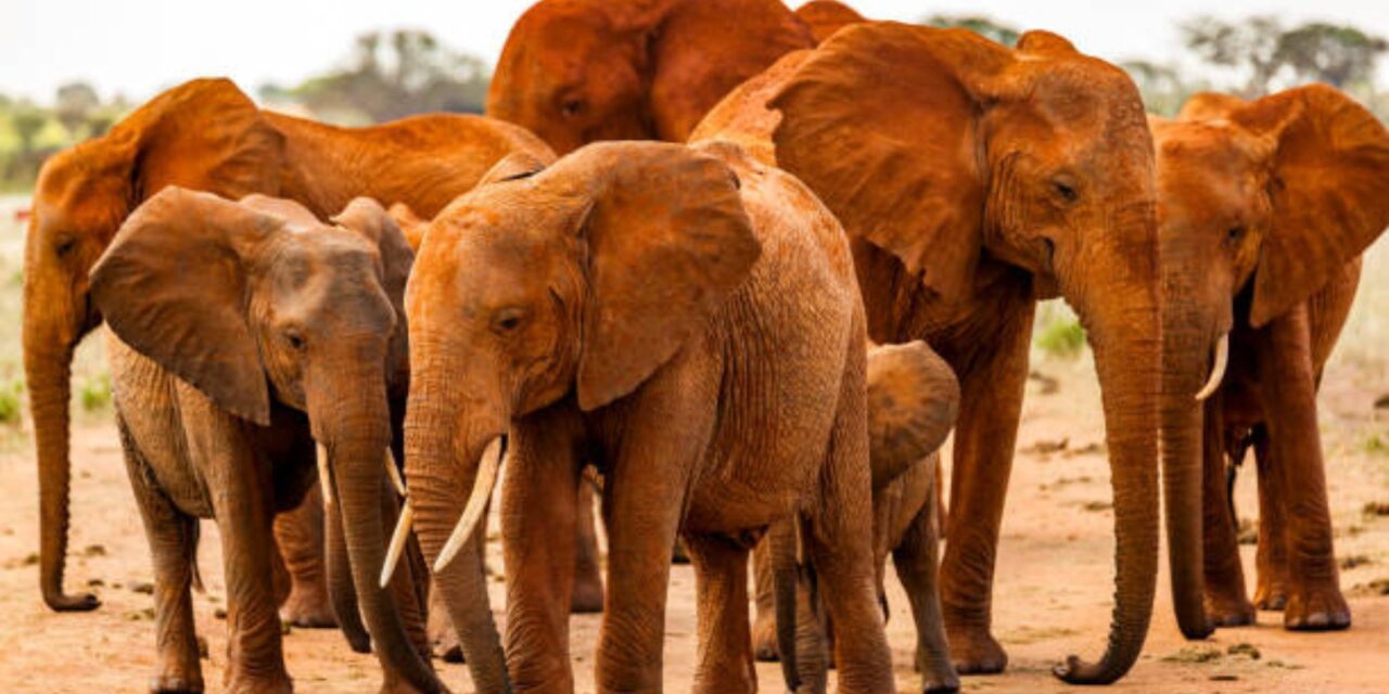 Safari at the Foot of Kilimanjaro