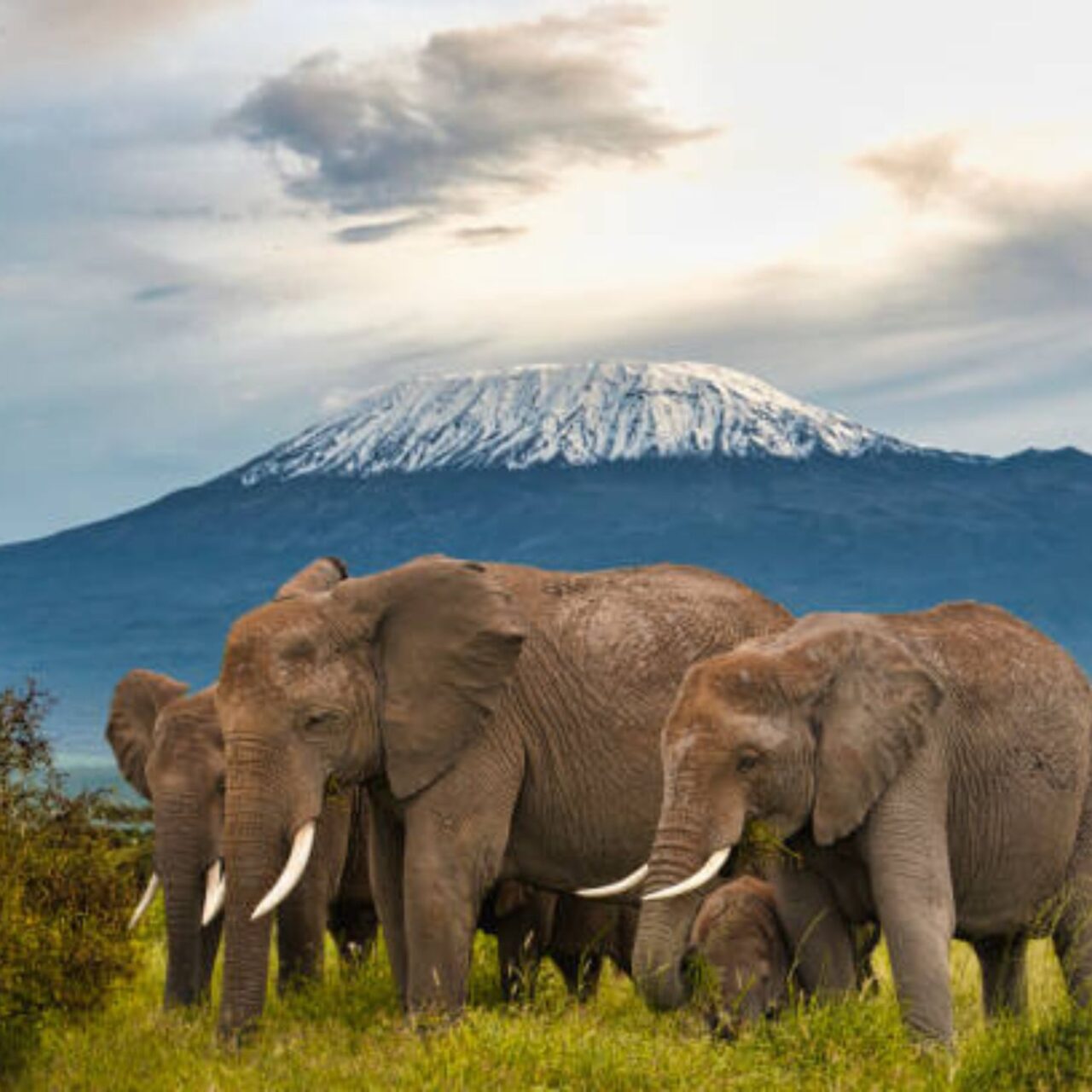 https://fallingforafrican.com/wp-content/uploads/2025/05/Untitled-design-2025-05-12T002837.842-1280x1280.jpg