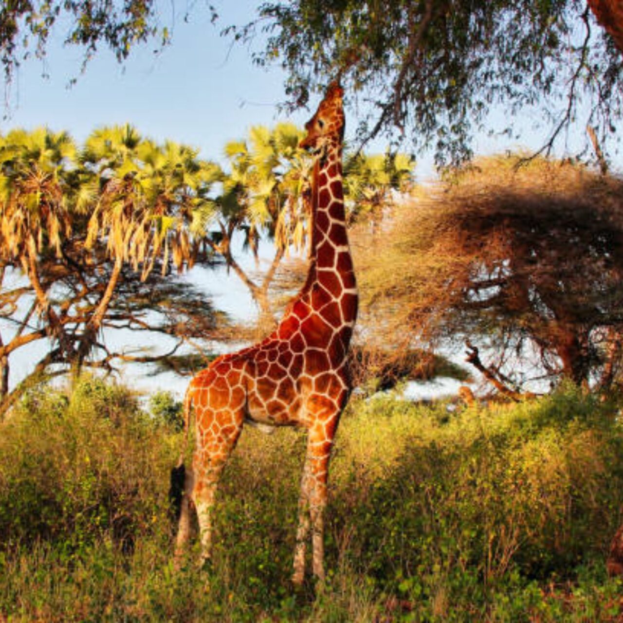 https://fallingforafrican.com/wp-content/uploads/2025/05/Untitled-design-2025-05-12T003209.715-1280x1280.jpg