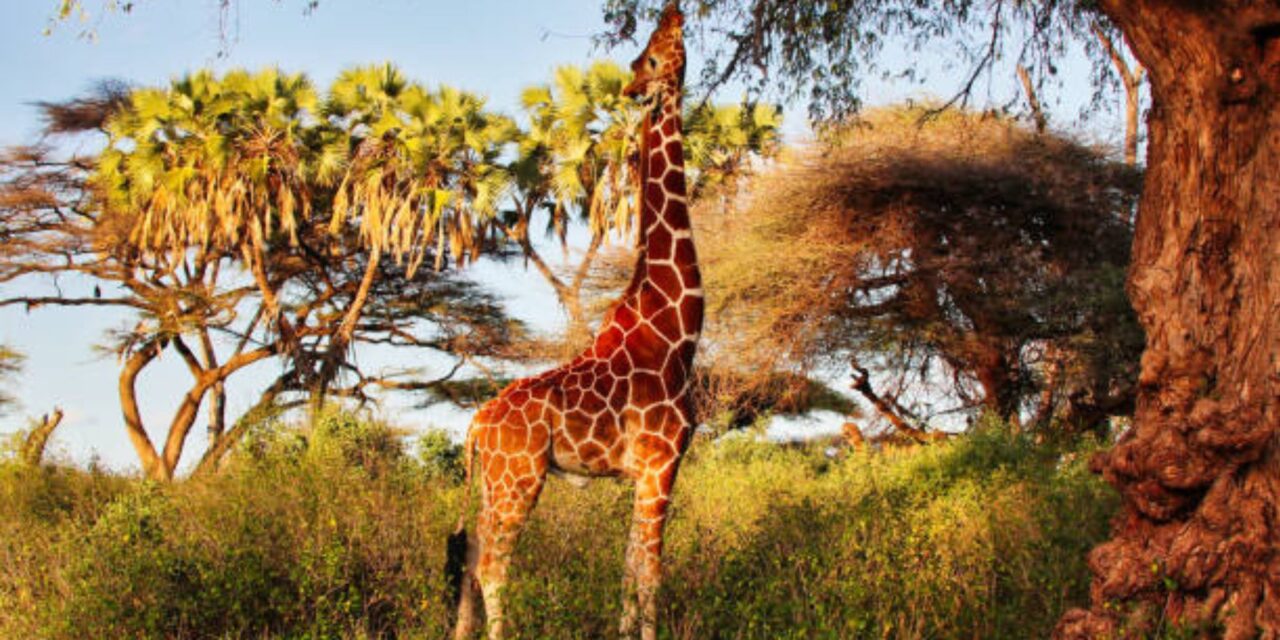Legends of the Savannah – Maasai Mara