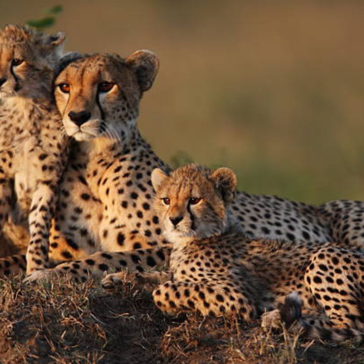 https://fallingforafrican.com/wp-content/uploads/2025/05/Untitled-design-2025-05-13T000617.219-1280x1280.jpg