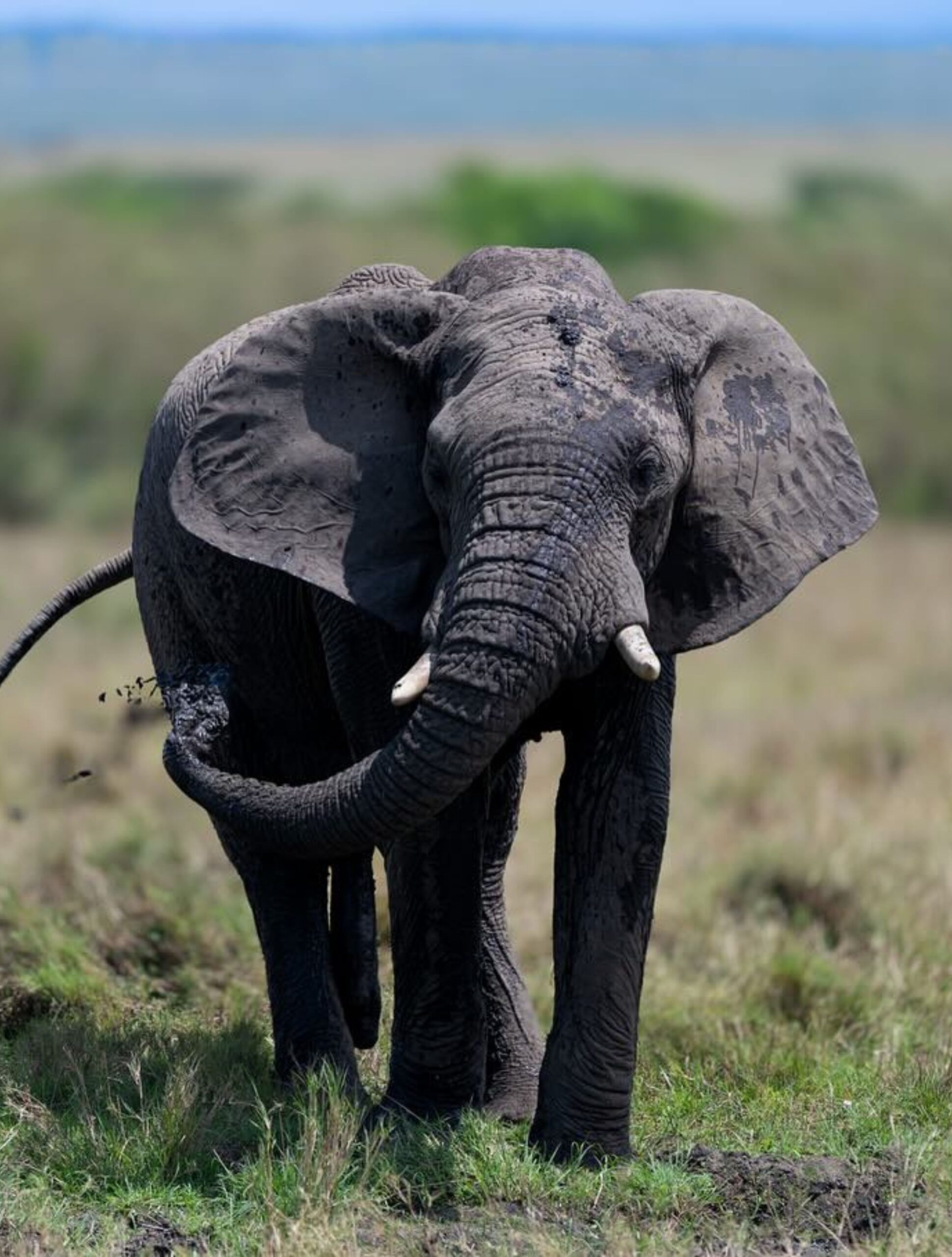 https://fallingforafrican.com/wp-content/uploads/2025/05/Untitled-design-2025-05-21T040216.074-scaled.jpg