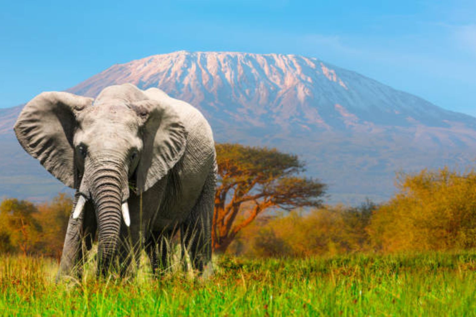 Elephants Encounters in Amboseli