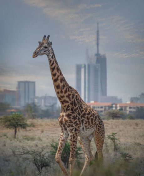 Nairobi Park