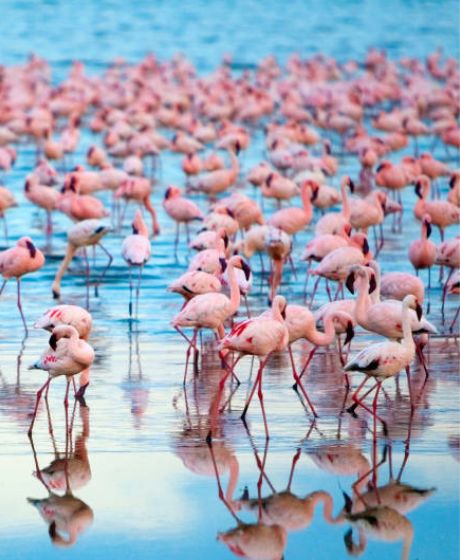 Lake Nakuru
