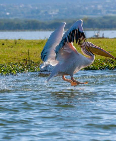 Lake Naivasha