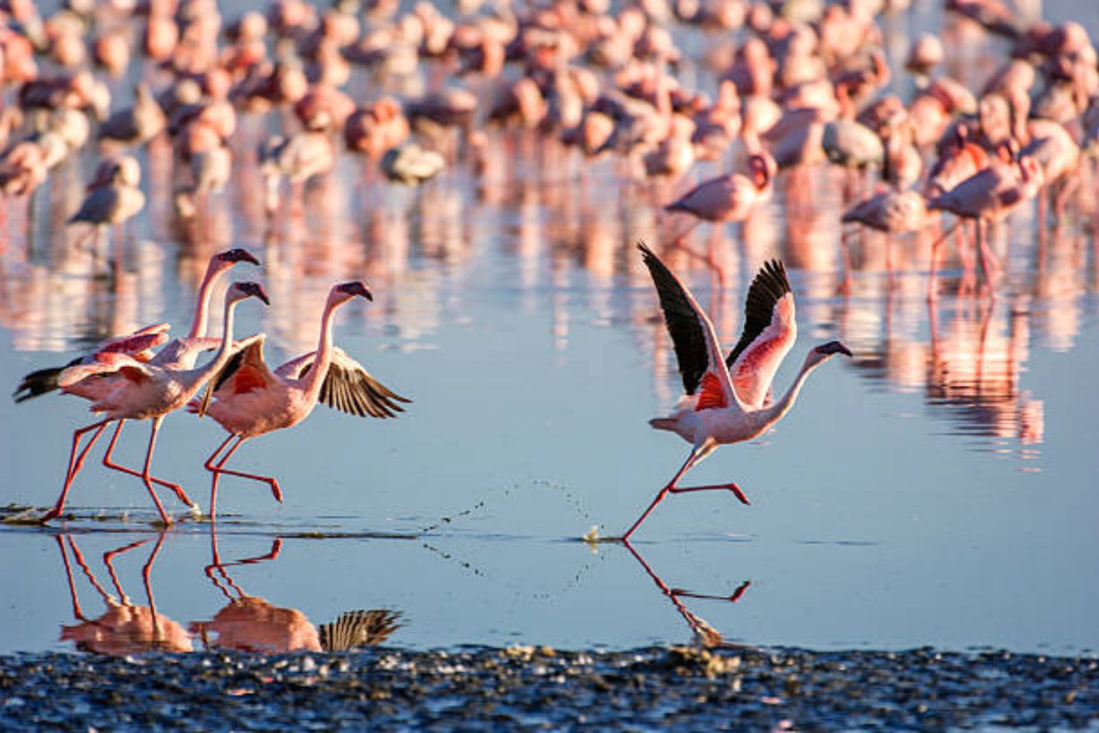 Flamingo Shores of Lake Nakuru