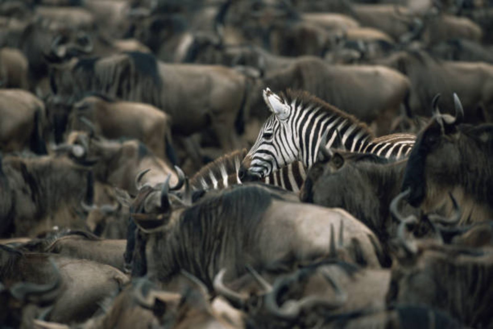 Legends of Savannah - Maasai Mara