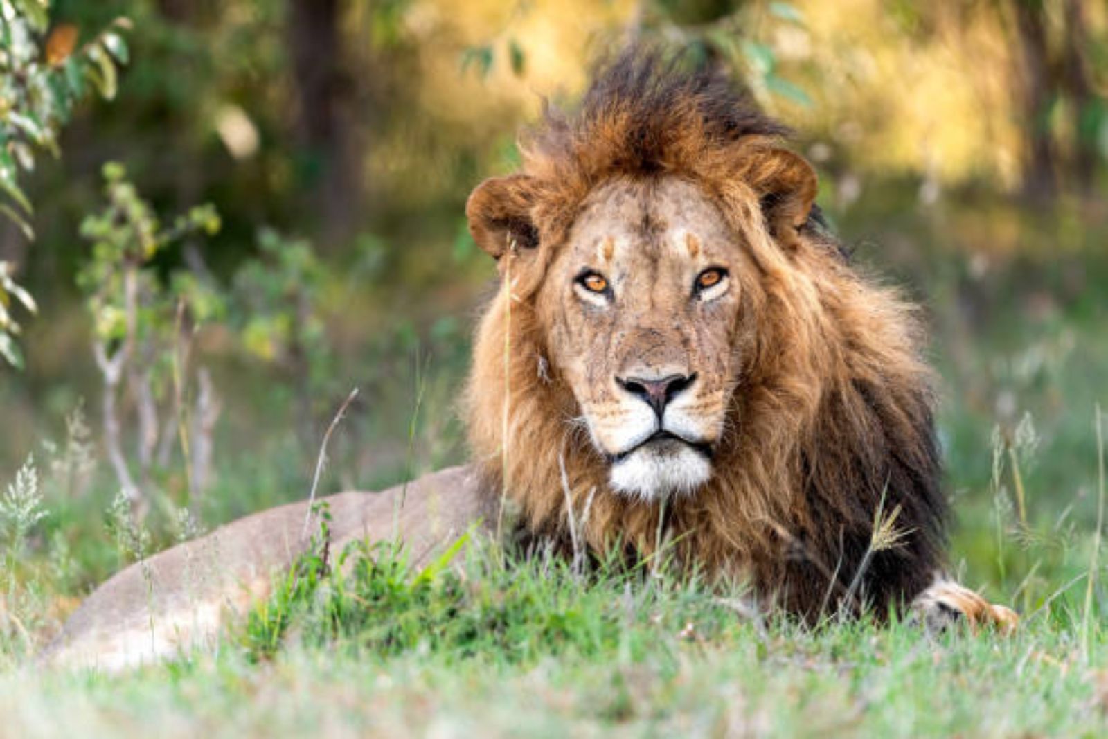Kingdom of the Wild - Maasai Mara