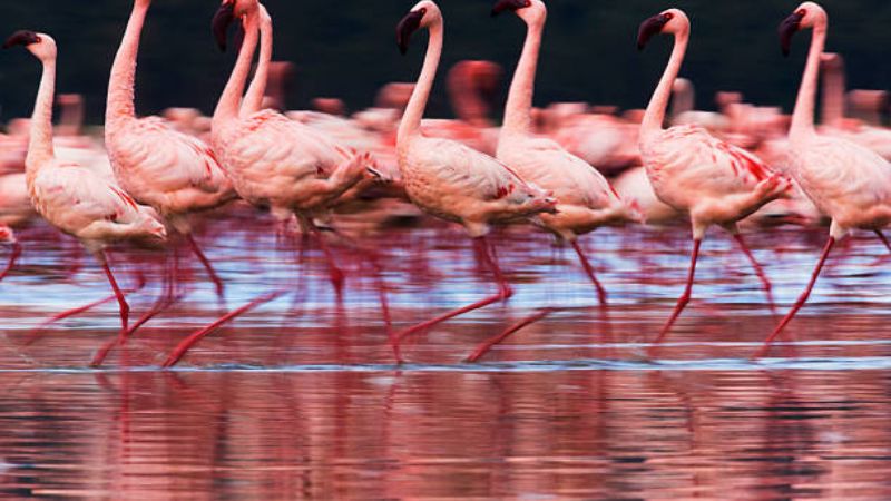 Flamingo Shores of Lake Nakuru