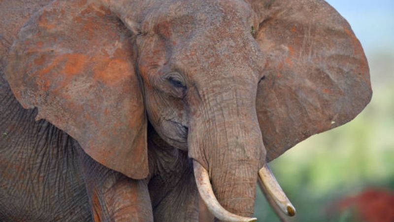 Elephants Encounters in Amboseli