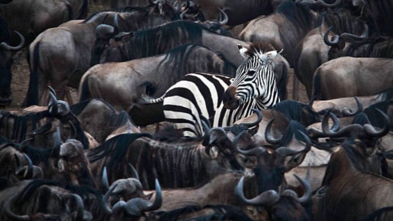 A Wild Escape to Maasai Mara