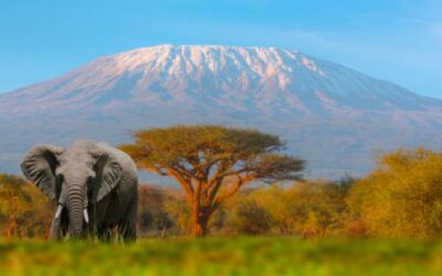 Safari at the Foot of Kilimanjaro