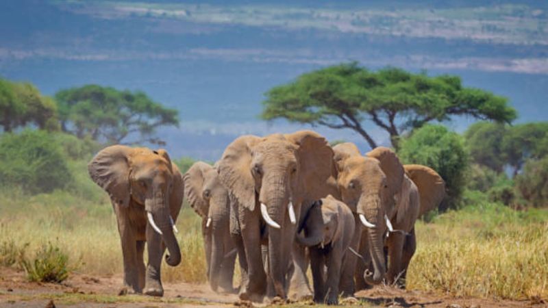 Safari at the Foot of Kilimanjaro