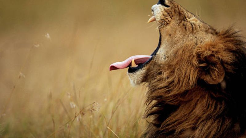 Legends of Savannah – Maasai Mara