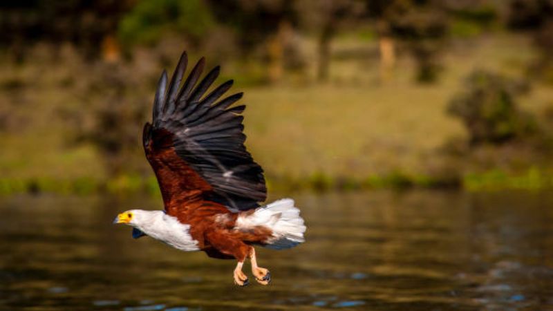 Serene Moments at Lake Naivasha